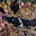 crocodilefish_flathead_pc_h_0705_png2025.jpg